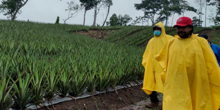 Cultivos sufren fuertes daños en varios departamentos del país por fuertes lluvias.