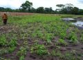 Daños por lluvias en la agricultura no han sido de alto impacto