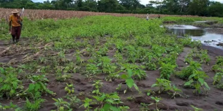 Daños por lluvias en la agricultura no han sido de alto impacto