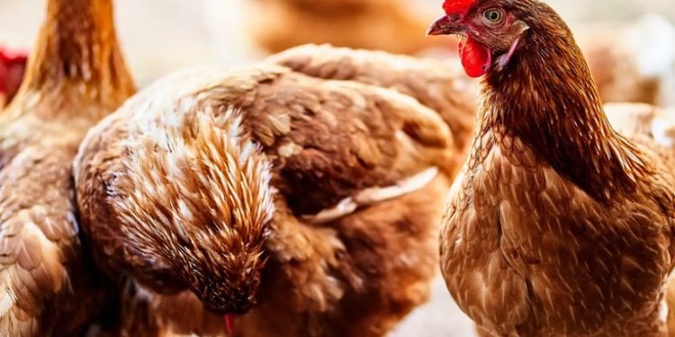 Declaran estado de emergencia tras detectarse el primer caso de ''Gripe Aviar'' en Puerto Barrios