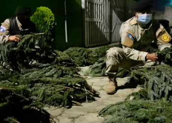 Decomisan más de 10 mil ramillas de pinabete