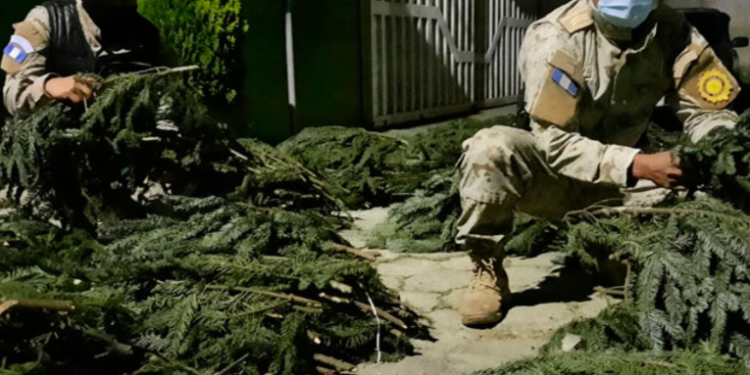Decomisan más de 10 mil ramillas de pinabete