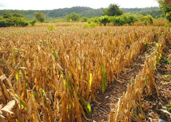 Del 10 al 20 de Julio se tiene previsto que la Caní­cula se presente al territorio nacional.