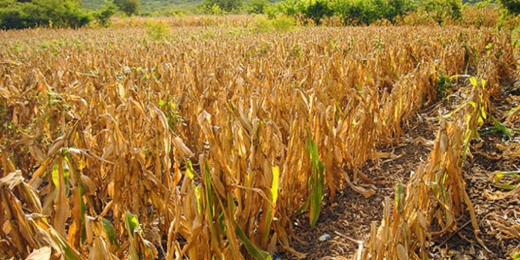 Del 10 al 20 de Julio se tiene previsto que la Caní­cula se presente al territorio nacional.