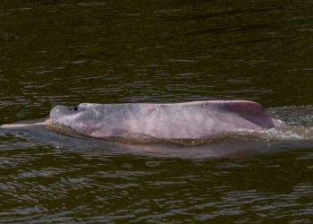 Delfines muertos, barcos encallados y escasez: la dramática sequía histórica que azota la Amazonía