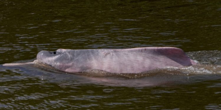 Delfines muertos, barcos encallados y escasez: la dramática sequía histórica que azota la Amazonía