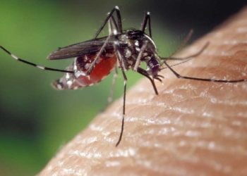 Dengue, zika y chikungunya preocupan con más de 11 mil casos registrados