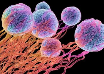 Desarrollan un tratamiento eficaz para curar y prevenir el cáncer