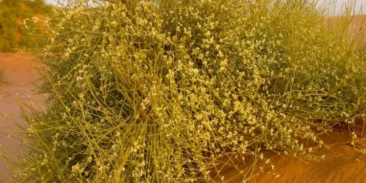 Descubierta la más antigua utilización medicinal de plantas