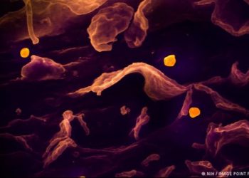 Descubren 35 casos de un nuevo virus de origen animal en China