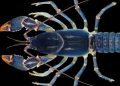 Descubren accidentalmente una nueva especie de cangrejo azul en EE.UU.