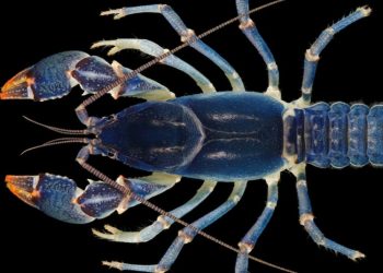 Descubren accidentalmente una nueva especie de cangrejo azul en EE.UU.