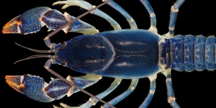 Descubren accidentalmente una nueva especie de cangrejo azul en EE.UU.
