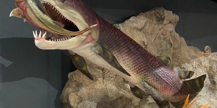 Descubren el corazón más antiguo del mundo en el fósil de un pez de hace 380 millones de años