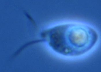 Descubren en aguas del írtico y en un rí­o seis nuevas especies de microorganismos depredadores
