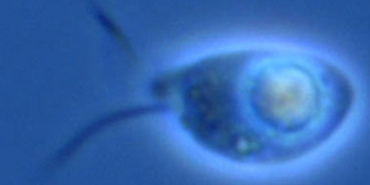 Descubren en aguas del írtico y en un rí­o seis nuevas especies de microorganismos depredadores