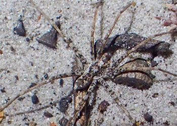 Descubren en Australia casi medio centenar de nuevas especies de arañas cazadoras