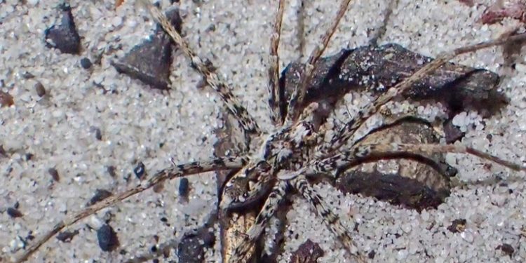 Descubren en Australia casi medio centenar de nuevas especies de arañas cazadoras