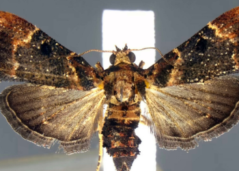 Descubren en el equipaje de un viajero en EE.UU. huevos de una especie de polilla que no habí­a sido vista en más de un siglo