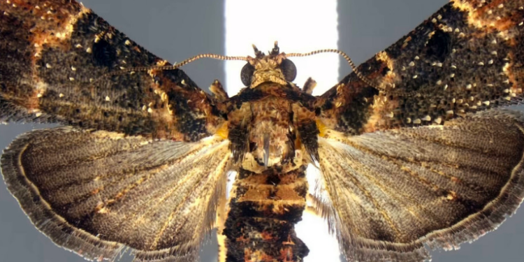 Descubren en el equipaje de un viajero en EE.UU. huevos de una especie de polilla que no habí­a sido vista en más de un siglo