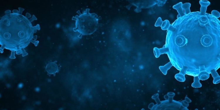 Descubren en murciélagos nuevas variantes de coronavirus con el potencial de infectar a los humanos