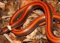 Descubren en Paraguay una nueva especie de serpiente caracterizada por una rara belleza