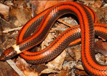 Descubren en Paraguay una nueva especie de serpiente caracterizada por una rara belleza
