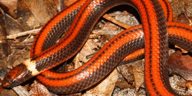 Descubren en Paraguay una nueva especie de serpiente caracterizada por una rara belleza