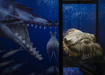 Descubren en Perú el cráneo de un monstruo marino de 36 millones de años
