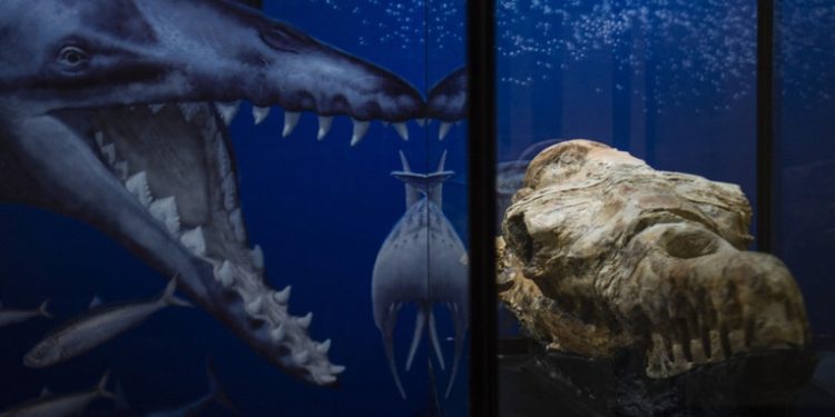 Descubren en Perú el cráneo de un monstruo marino de 36 millones de años