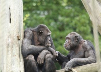 Descubren que los simios pueden reconocer a amigos que no vieron por décadas