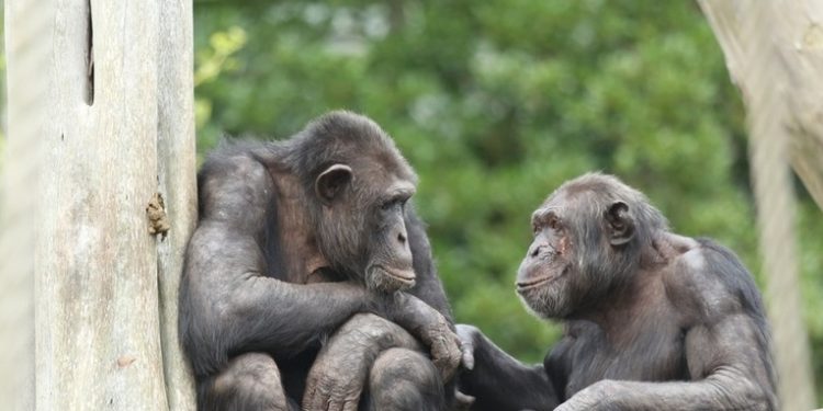 Descubren que los simios pueden reconocer a amigos que no vieron por décadas