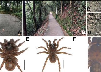 Descubren tres nuevas especies de arañas primitivas en China