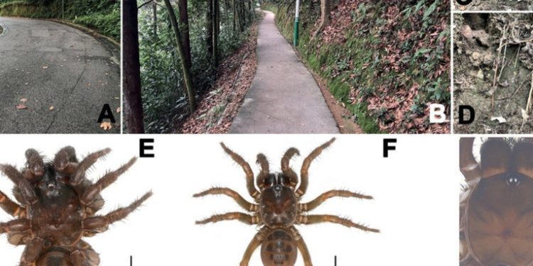 Descubren tres nuevas especies de arañas primitivas en China