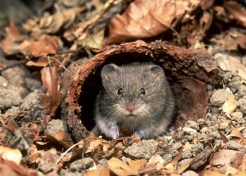 Descubren un nuevo tipo de coronavirus en roedores que puede infectar a humanos