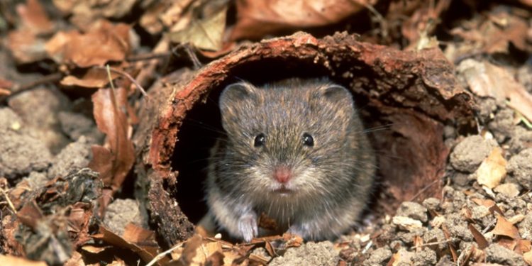 Descubren un nuevo tipo de coronavirus en roedores que puede infectar a humanos