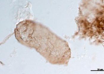 Descubren un secreto de 1.750 millones de años sobre el origen de la vida