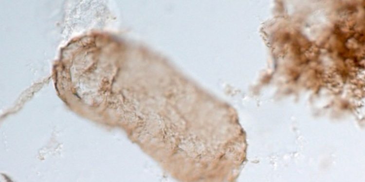 Descubren un secreto de 1.750 millones de años sobre el origen de la vida