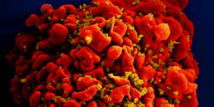 Descubren una mutación genética en monos y ratones capaz de bloquear el VIH y el ébola