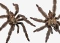 Descubren una nueva especie de tarántula y la nombran en honor a Satanás por su mal temperamento