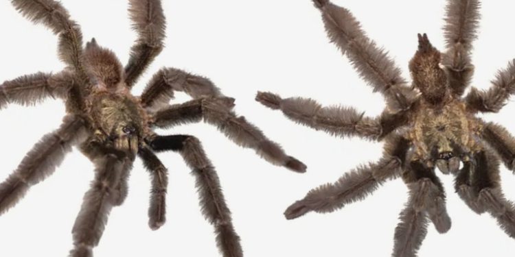 Descubren una nueva especie de tarántula y la nombran en honor a Satanás por su mal temperamento