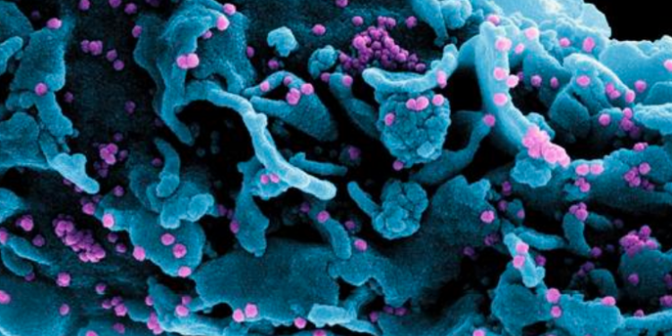 Descubren una nueva variante del coronavirus en Francia