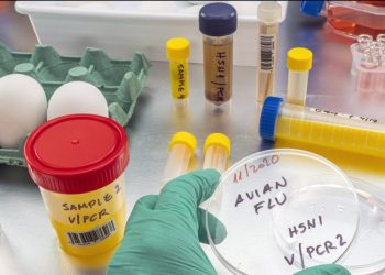 Detectan gripe aviar en un cerdo en EE.UU. por primera vez en la historia