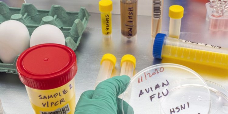 Detectan gripe aviar en un cerdo en EE.UU. por primera vez en la historia