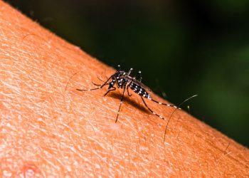 Detectan un caso extremadamente raro de dengue en California