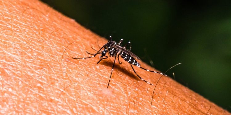 Detectan un caso extremadamente raro de dengue en California