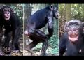 Diagnostican por primera vez la lepra en chimpancés salvajes