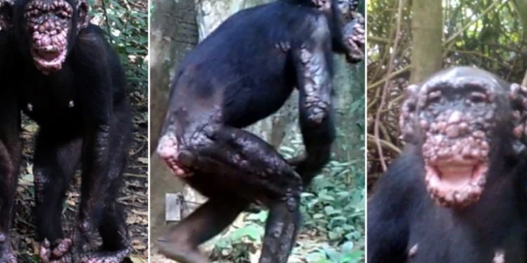 Diagnostican por primera vez la lepra en chimpancés salvajes