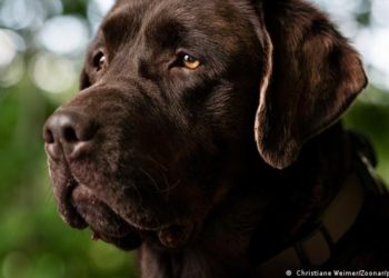 Dictan 10 años de cárcel contra hombre que mató a dos perros en México