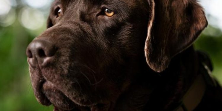 Dictan 10 años de cárcel contra hombre que mató a dos perros en México